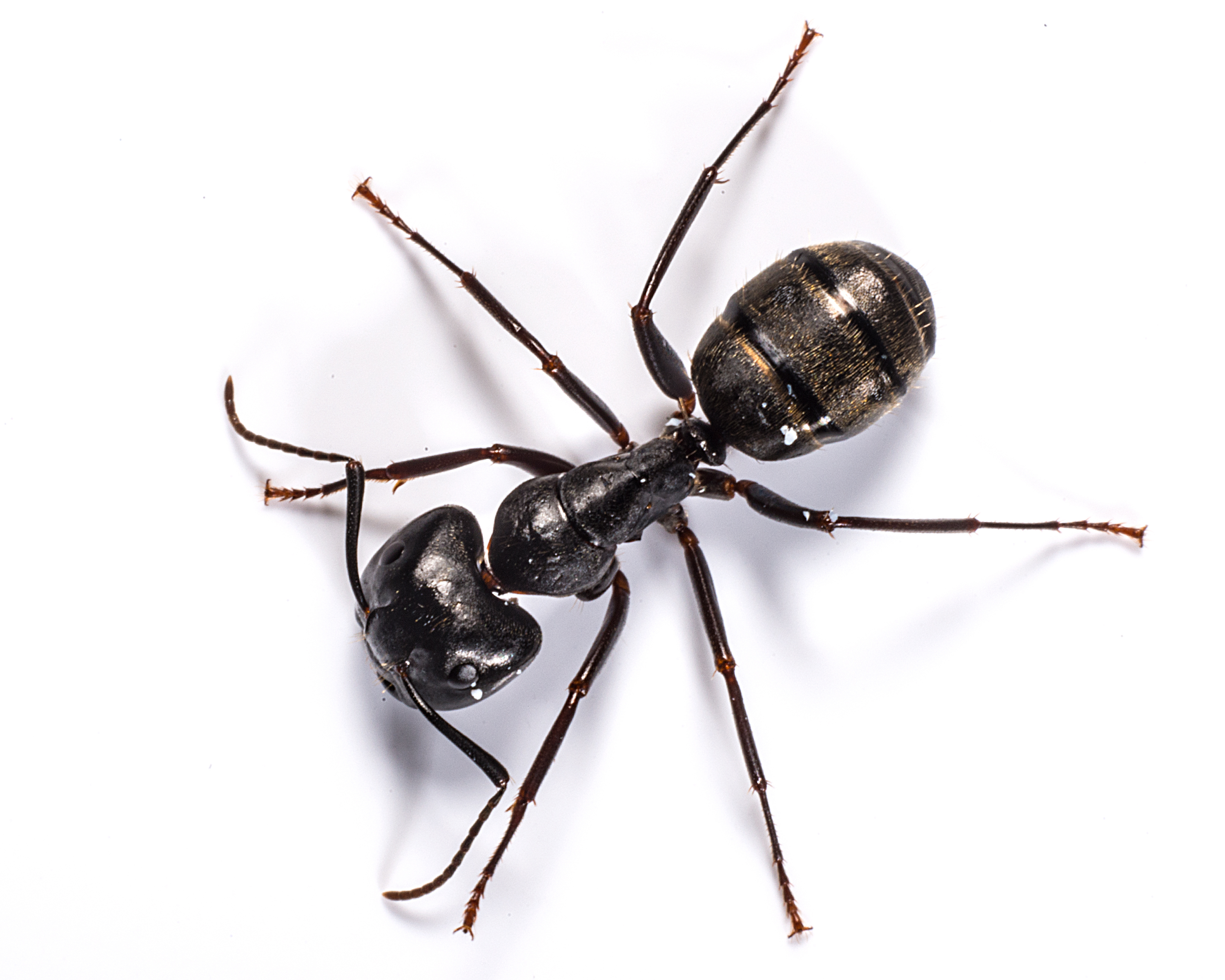 What Are Those Big Black Ants and Why Are They in my Home?